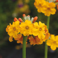 Orange Primula Malacoides Flower Seeds for Planting – Heirloom NonGMO Organic Garden Seeds with High Germination
 
 Sale