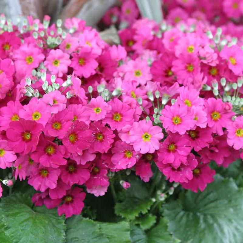 Pink Red Primula Malacoides Flower seeds for Planting Shade Tolerant Heirloom & GMO Free Seeds for Home Garden