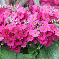 Pink Red Primula Malacoides Flower seeds for Planting Shade Tolerant Heirloom & GMO Free Seeds for Home Garden
