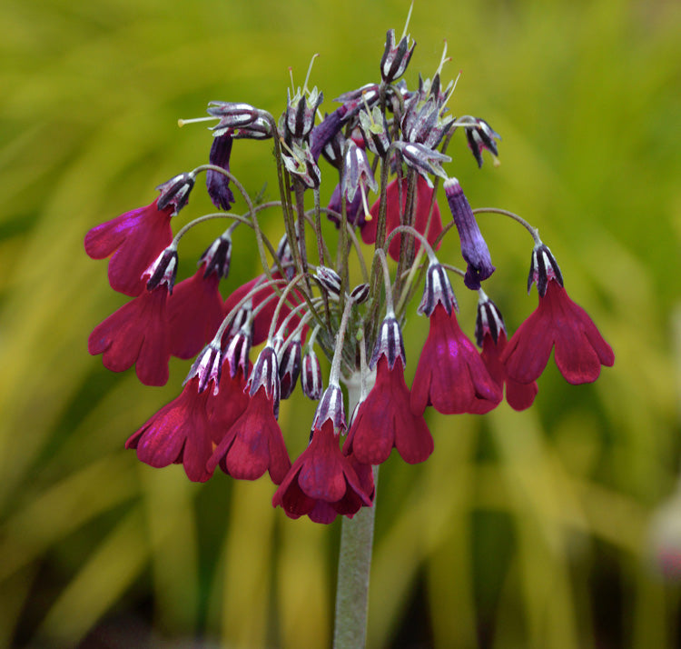 Primula Waltonii Flower seeds for Planting Low Maintenance Heirloom & GMO Free Seeds for Home Garden
 
 Sale
