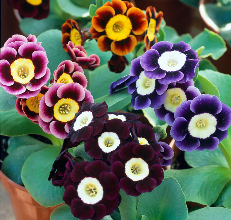 Mixed Auricula Flower seeds for Planting - Long Bloom Season, Heirloom & GMO Free Seeds for Home Garden