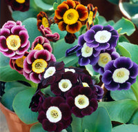 Mixed Auricula Flower seeds for Planting - Long Bloom Season, Heirloom & GMO Free Seeds for Home Garden