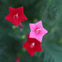 Annual Rose Cypress Vine Flower seeds for Planting Vibrant Colors Heirloom & GMO Free Seeds for Home Garden