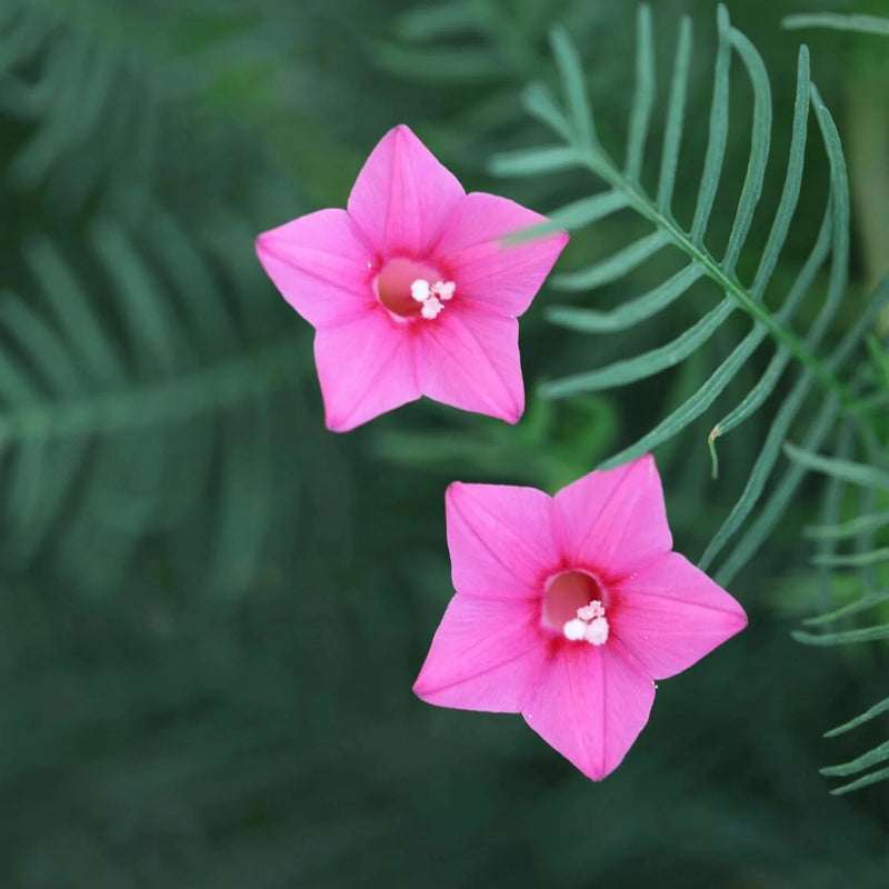 Annual Rose Cypress Vine Flower seeds for Planting Vibrant Colors Heirloom & GMO Free Seeds for Home Garden
