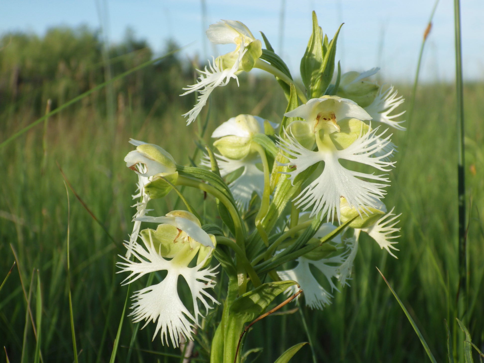 Fringed Orchid Flower seeds for Planting Perfect for Borders Heirloom & GMO Free Seeds for Home Garden