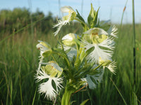 Fringed Orchid Flower seeds for Planting Perfect for Borders Heirloom & GMO Free Seeds for Home Garden