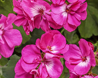 Dark Pink Geranium Flower Seeds For Planting