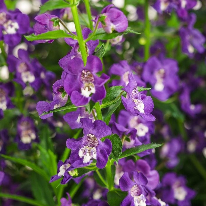 Bicolor Flower seeds for Planting - Drought Tolerant, Heirloom & GMO Free Seeds for Home Garden