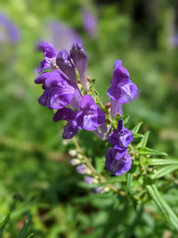 Purple Scutellaria Seeds For Perennial Planting Flower