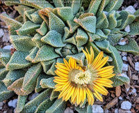 Yellow Nananthus Flower seeds for Planting Pollinator Friendly Heirloom & GMO Free Seeds for Home Garden
 
 Sale