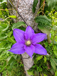 Purple Clematis Flower seeds for Planting - Bright Blooms, Heirloom & GMO Free Seeds for Home Garden