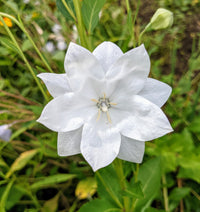 White Balloon Flower seeds for Planting - Wildflower Mix, Heirloom & GMO Free Seeds for Home Garden