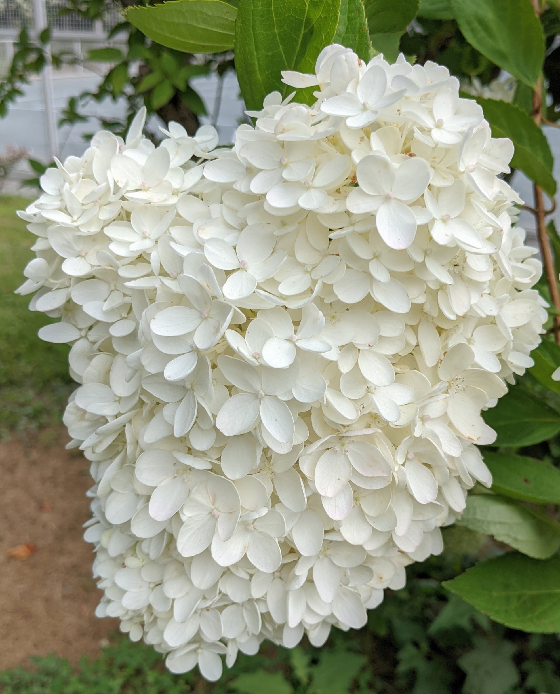 White Hydrangea Flower seeds for Planting Easy to Grow Heirloom & GMO Free Seeds for Home Garden 
 
 Sale