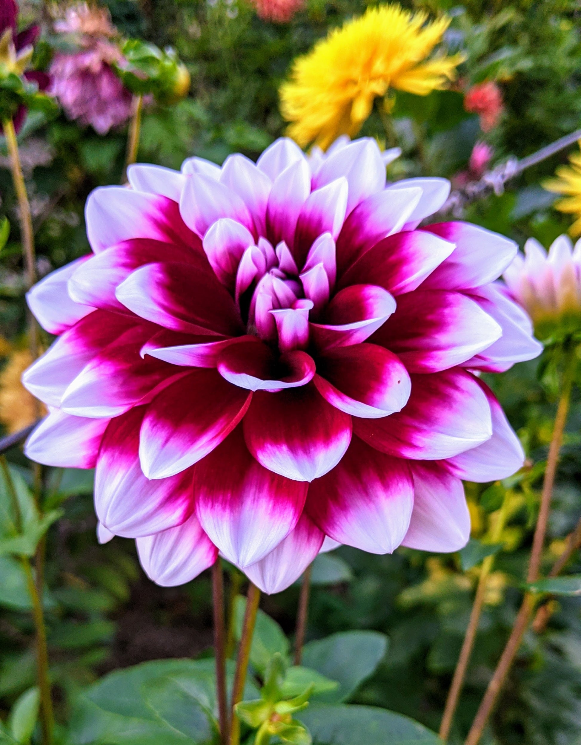 Dahlia Flower seeds for Planting Fragrant Blossoms Heirloom & GMO Free Seeds for Home Garden