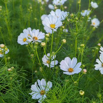 White Cosmos Flower seeds for Planting - Sun Loving, Heirloom & GMO Free Seeds for Home Garden