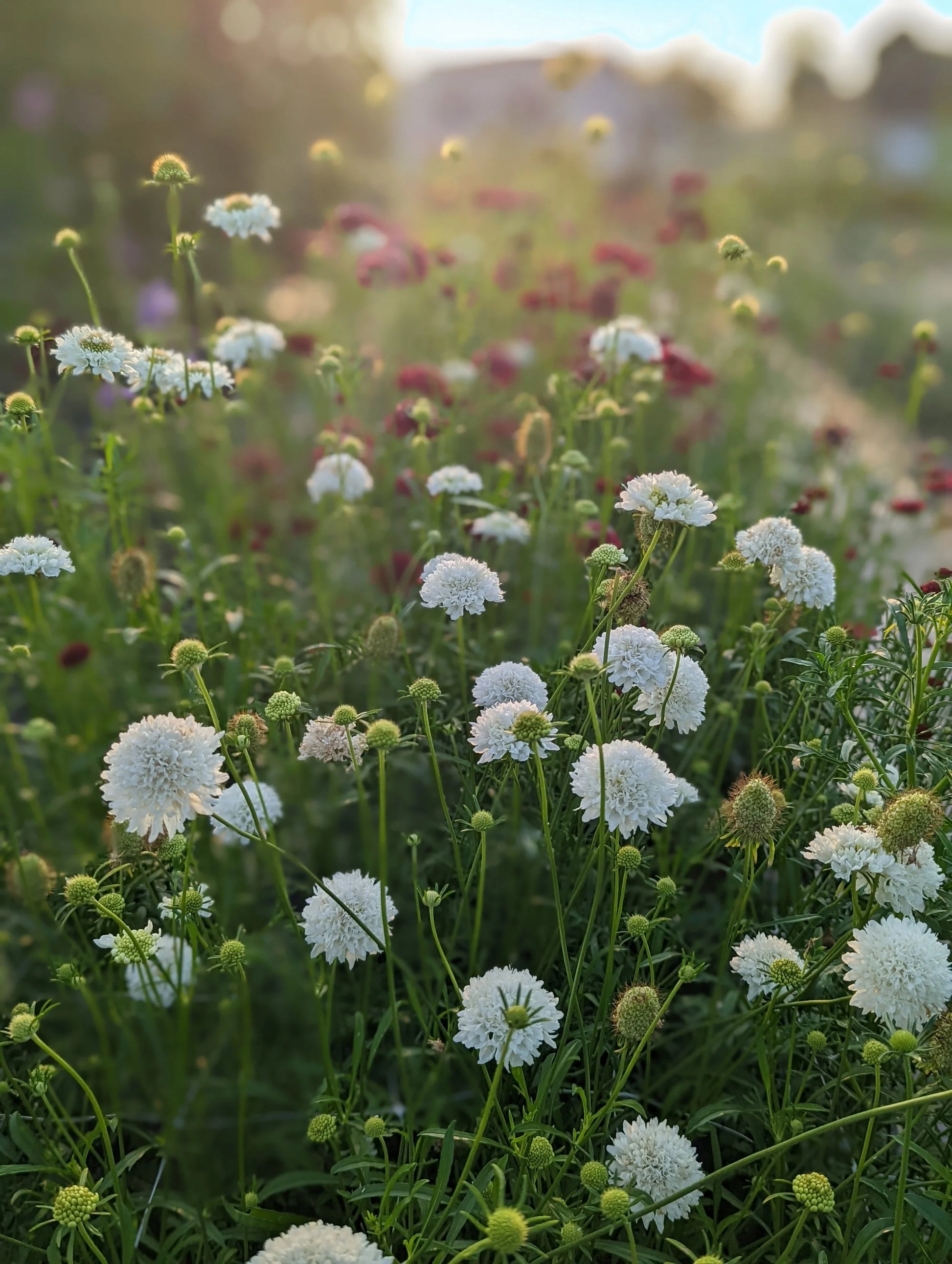 Heirloom Scabiosa Flower seeds for Planting Bright Blooms Heirloom & GMO Free Seeds for Home Garden