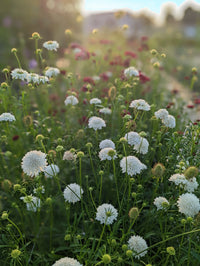 Heirloom Scabiosa Flower seeds for Planting Bright Blooms Heirloom & GMO Free Seeds for Home Garden