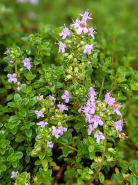 Pink Creeping Thyme Flower seeds for Planting Easy to Grow Heirloom & GMO Free Seeds for Home Garden