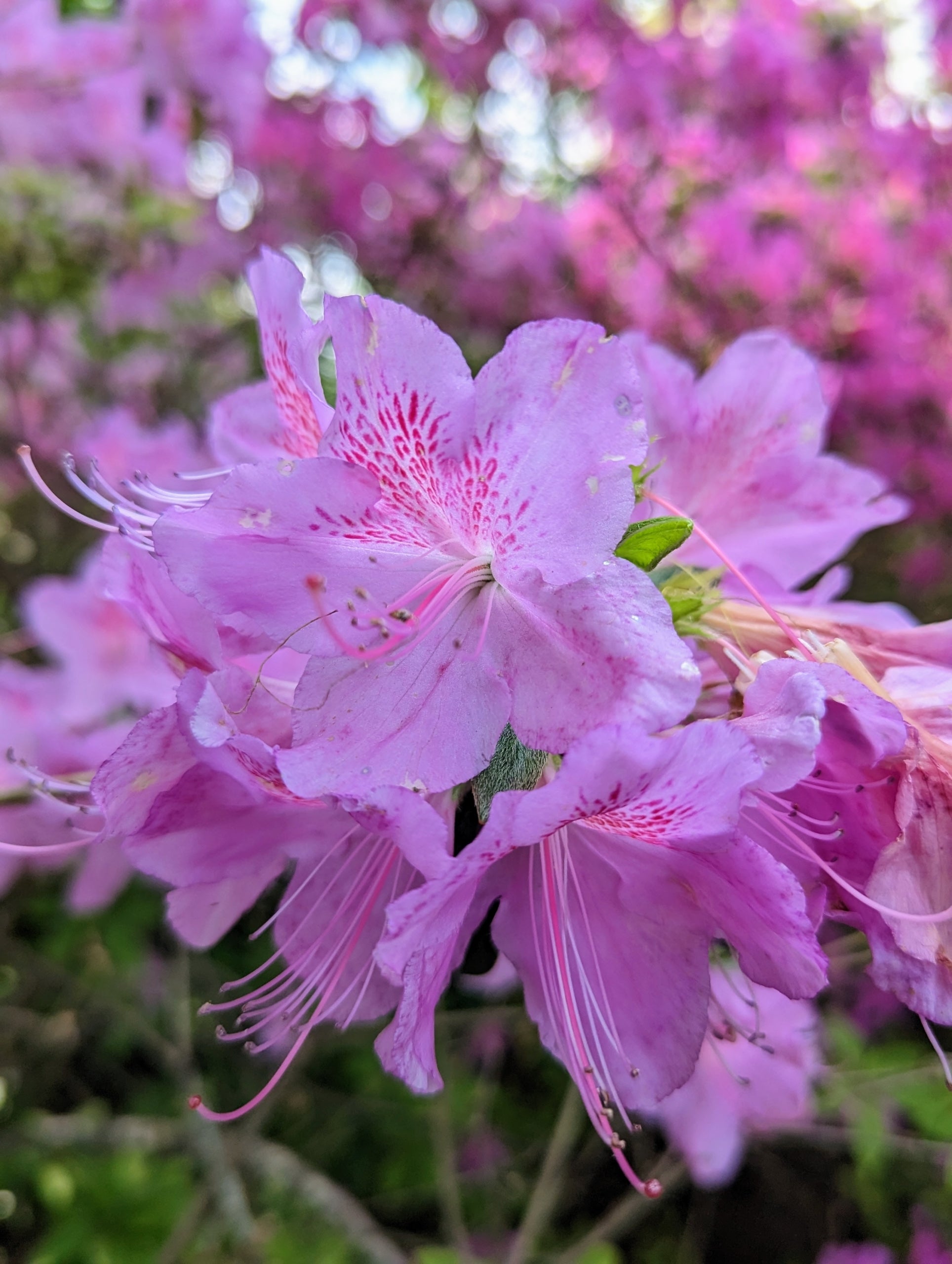 Azalea Flower seeds for Planting - Easy to Grow, Heirloom & GMO Free Seeds for Home Garden