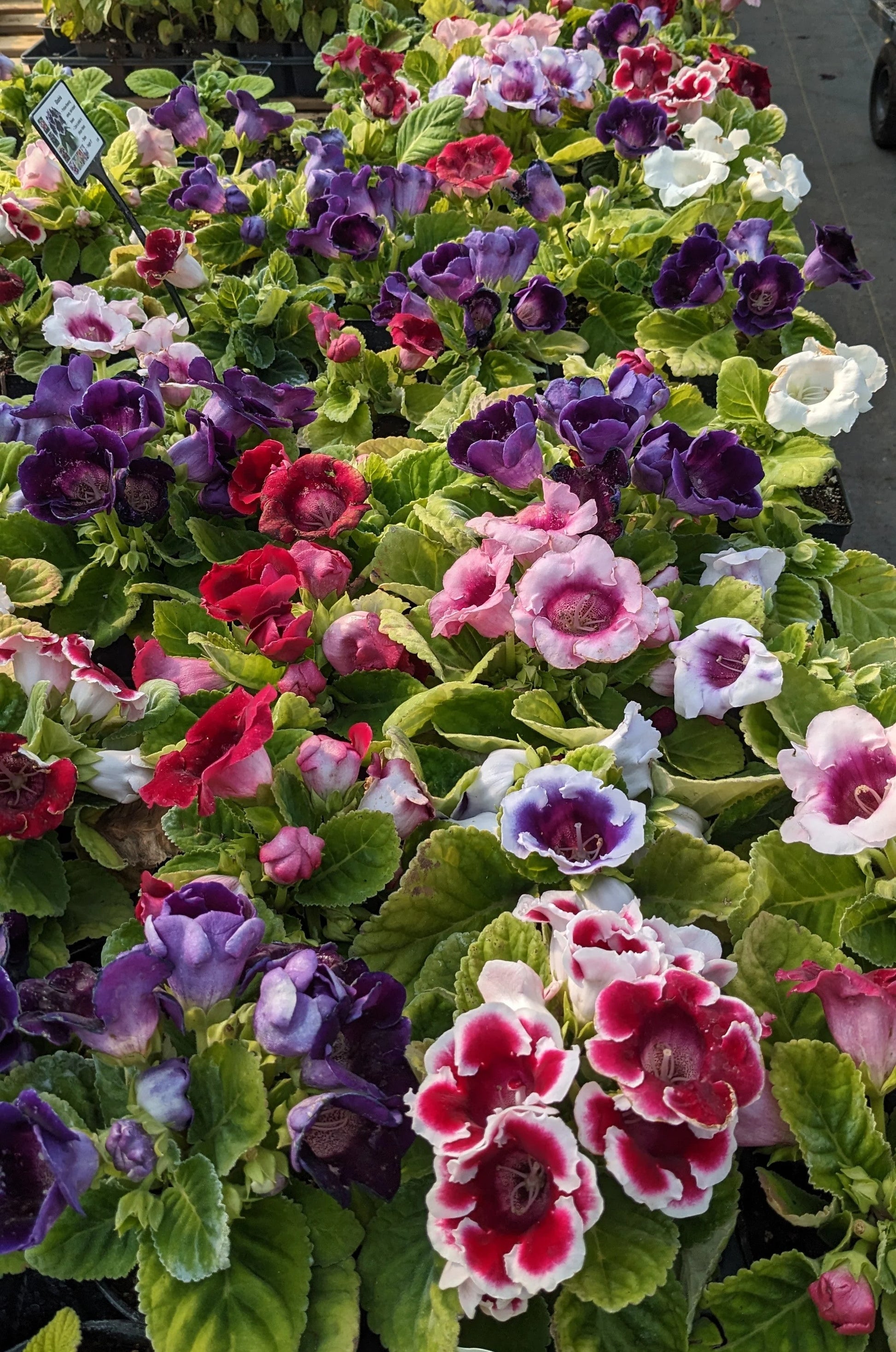 Maroon Gloxinia Flower Seeds for Planting Vibrant Colors Heirloom & GMO Free Seeds for Home Garden
 
 Sale