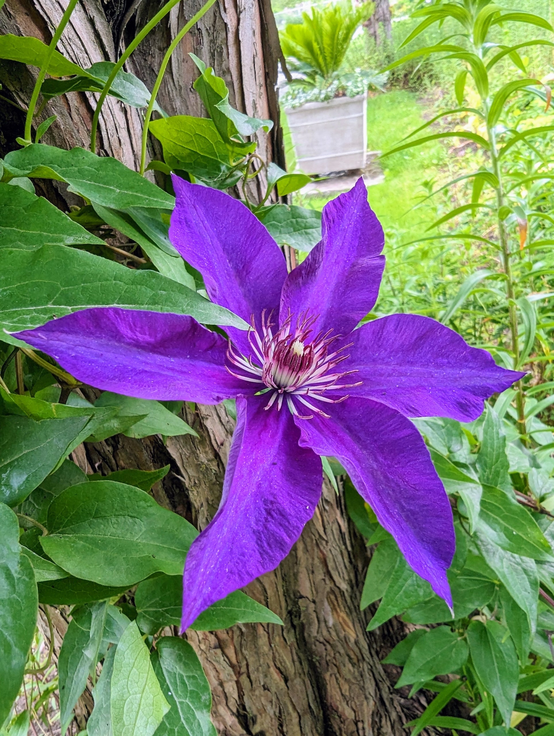 Deep Purple Clematis Flower seeds for Planting - Cottage Garden Essential, Heirloom & GMO Free Seeds for Home Garden