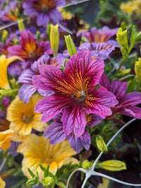 Salpiglossis Flower Planting Seeds Mixed