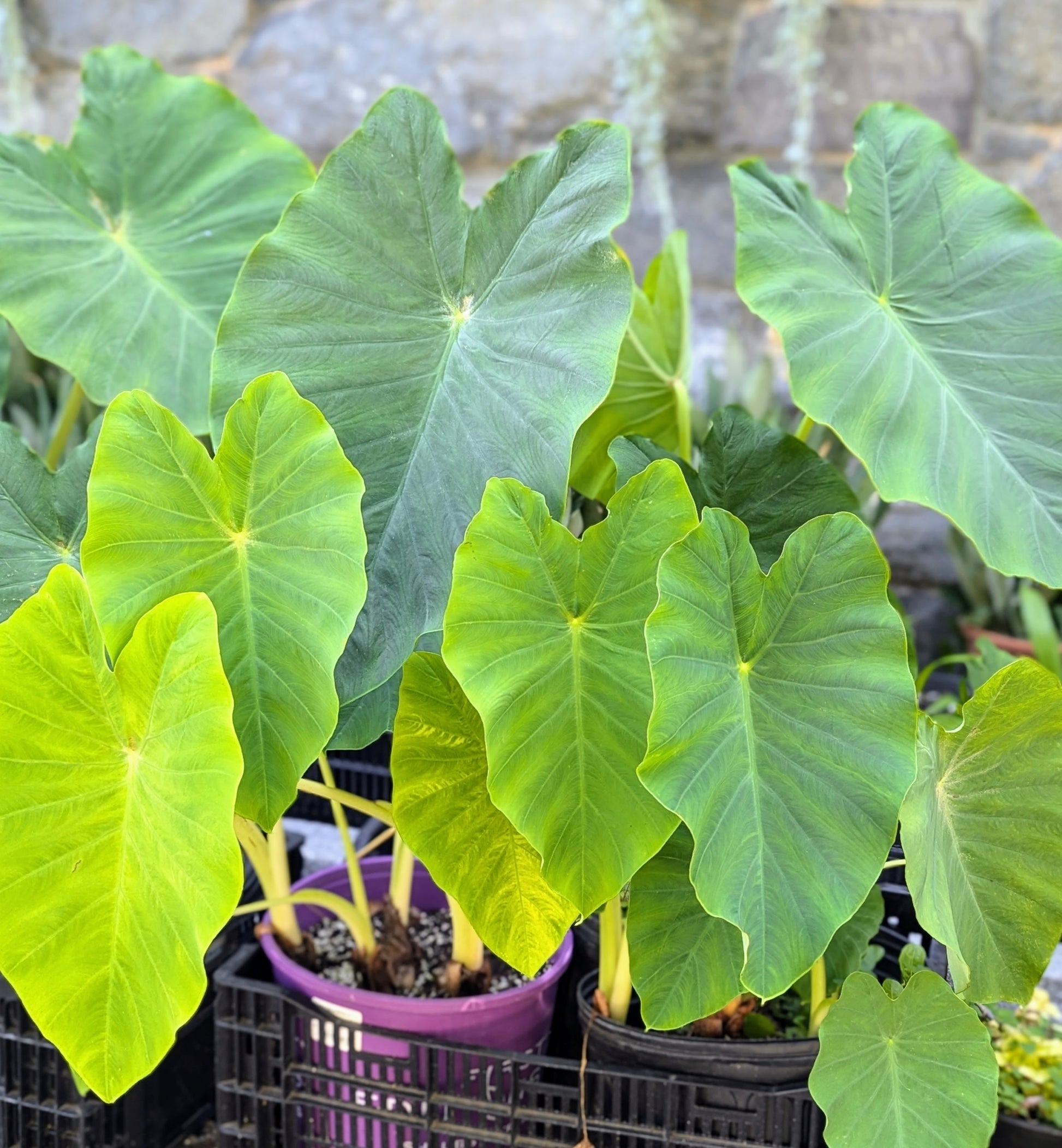 Alocasia Macrorrhiza Flower seeds for Planting Cut Flower Favorite Heirloom & GMO Free Seeds for Home Garden
 
 Sale