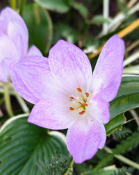 Purple Colchicum Flower seeds for Planting Perfect for Borders Heirloom & GMO Free Seeds for Home Garden 
 
 Sale