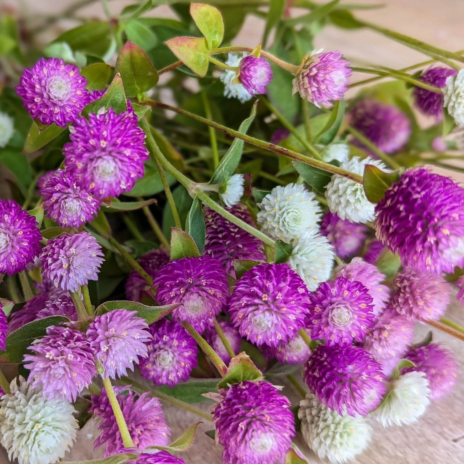 Gomphrena Flower seeds for Planting Sun Loving Heirloom & GMO Free Seeds for Home Garden