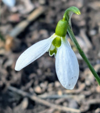 White Galanthus Flower seeds for Planting Easy to Grow Heirloom & GMO Free Seeds for Home Garden
 
 Sale