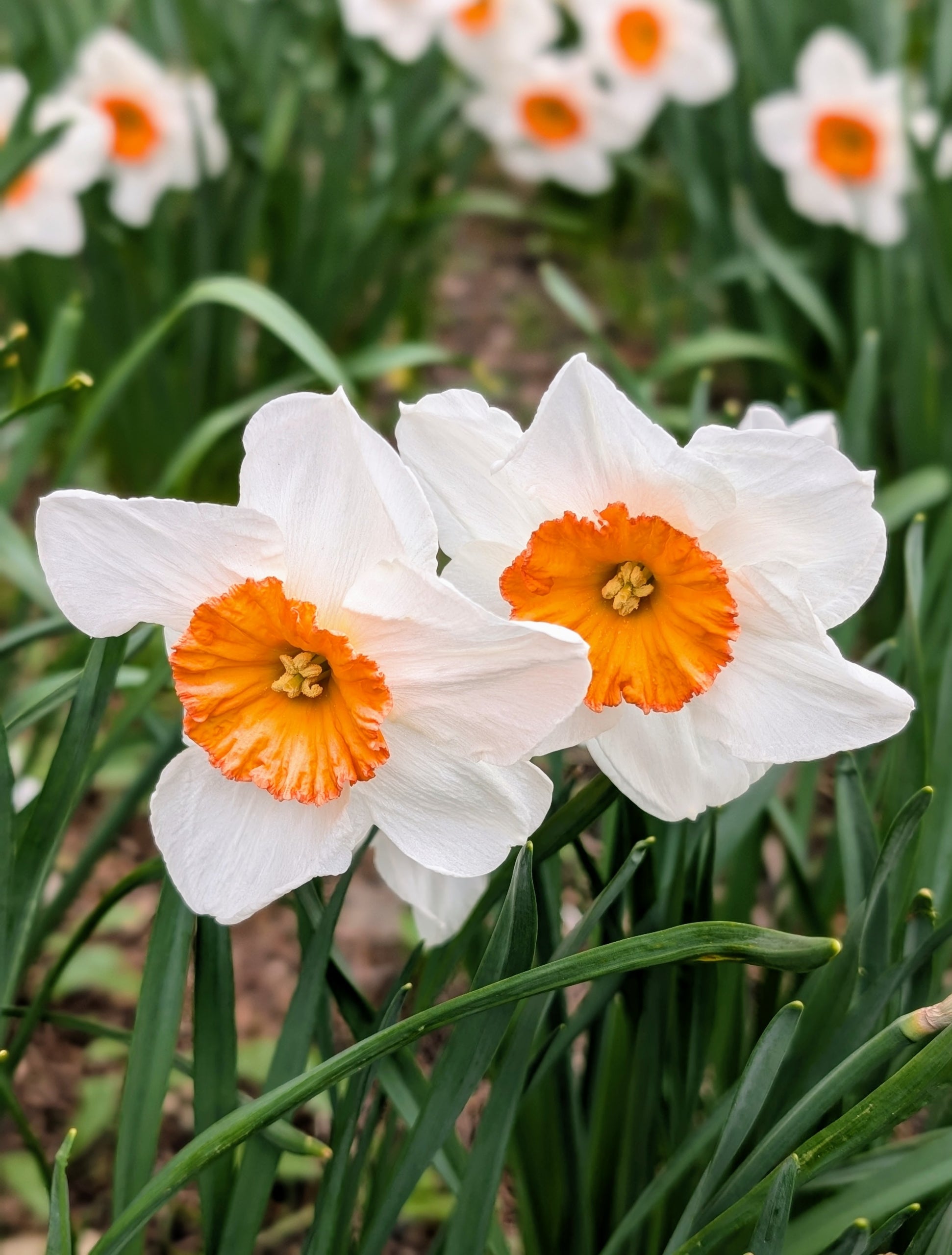 Cream Orange Daffodil Flower seeds for Planting - Shade Tolerant, Heirloom & GMO Free Seeds for Home Garden