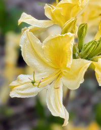 Light Yellow Azalea Flower seeds for Planting Easy to Grow Heirloom & GMO Free Seeds for Home Garden