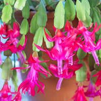 Mixed Zygocactus Truncatus Flower seeds for Planting - Cut Flower Favorite, Heirloom & GMO Free Seeds for Home Garden