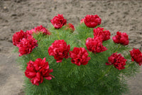 Red Paeonia Tenuifolia Flower seeds for Planting - Premium Quality, Heirloom & GMO Free Seeds for Home Garden