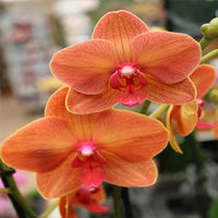 Deep Orange Phalaenopsis Orchid Flower Seeds for Planting Low Maintenance Heirloom & GMO Free Seeds for Home Garden
 
 Sale