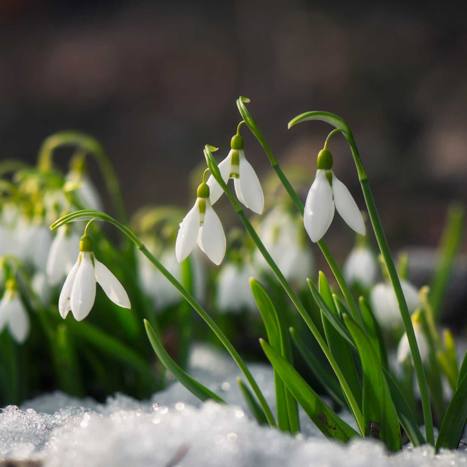 Snowdrop Flower Flower seeds for Planting - Colorful Display, Heirloom & GMO Free Seeds for Home Garden