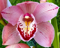 Pink & White Cymbidium Orchid Flower seeds for Planting - Perfect for Borders, Heirloom & GMO Free Seeds for Home Garden