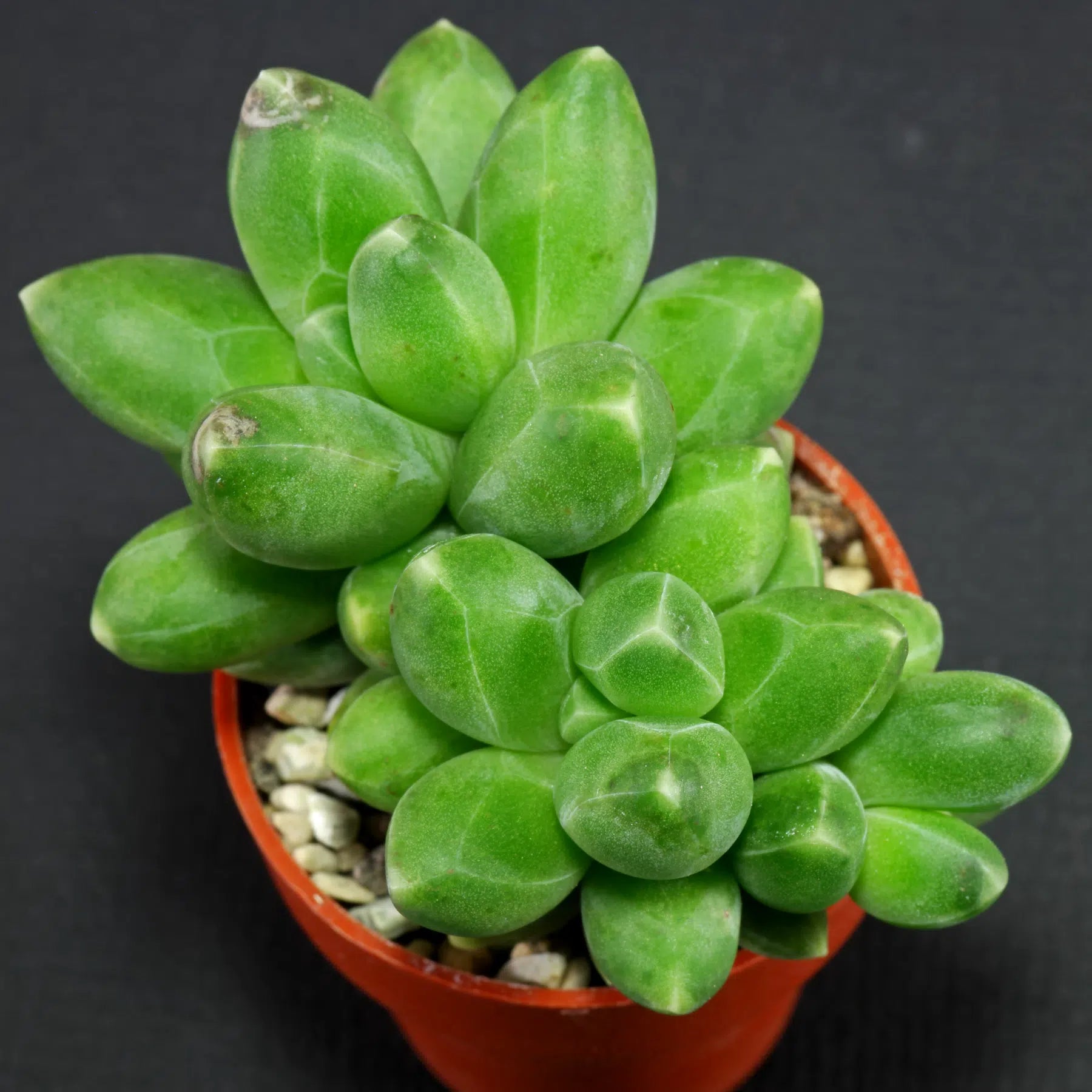 Pachyphytum Compactum Flower seeds for Planting Seasonal Bloomer Heirloom & GMO Free Seeds for Home Garden