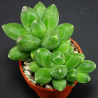 Pachyphytum Compactum Flower seeds for Planting Seasonal Bloomer Heirloom & GMO Free Seeds for Home Garden