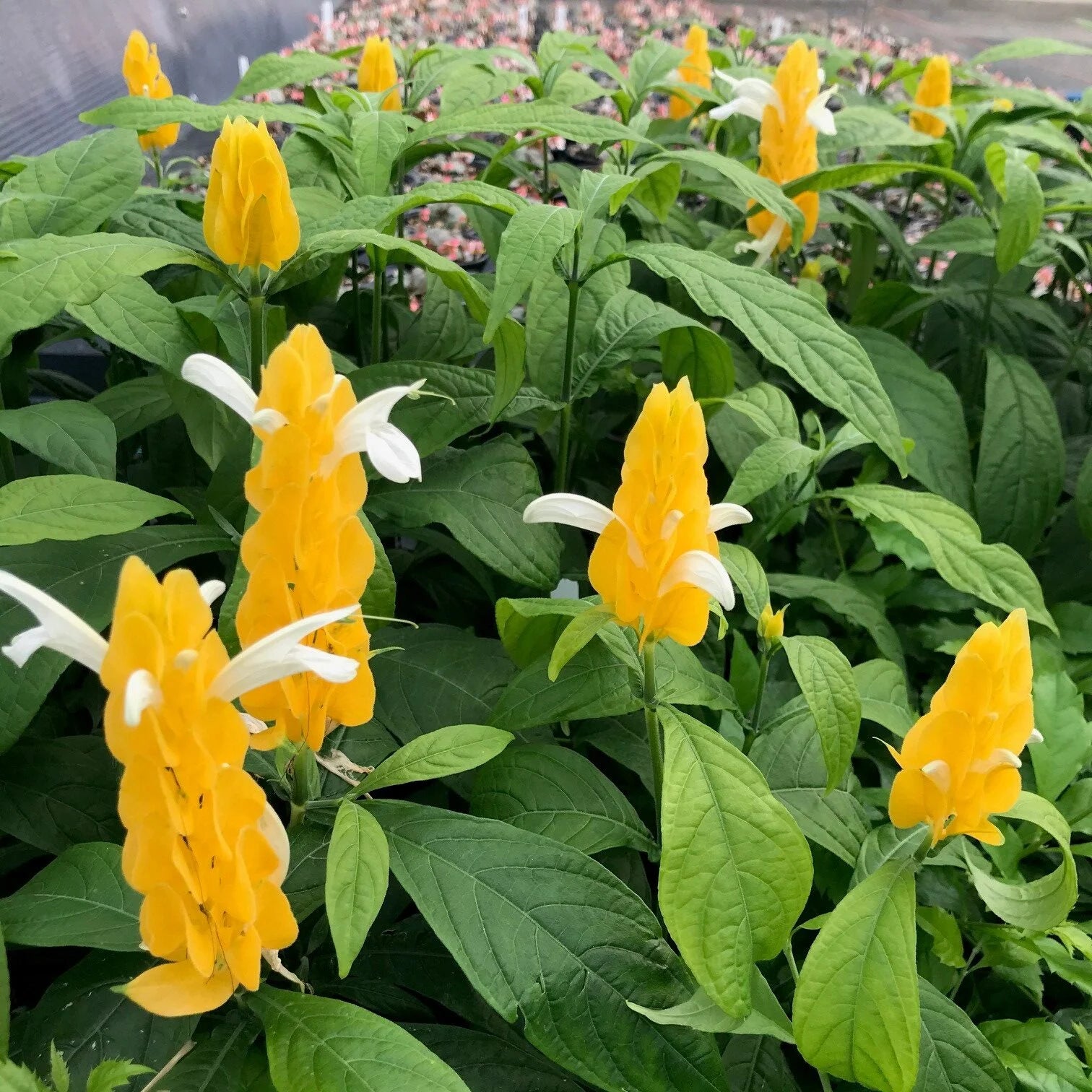 Light Yellow Pachystachys Flower seeds for Planting - Seasonal Bloomer, Heirloom & GMO Free Seeds for Home Garden