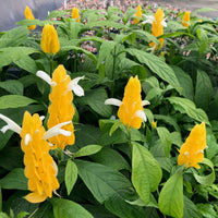 Light Yellow Pachystachys Flower seeds for Planting - Seasonal Bloomer, Heirloom & GMO Free Seeds for Home Garden