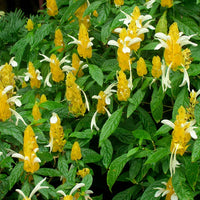 Yellow Pachystachys Lutea Flower seeds for Planting - Easy to Grow, Heirloom & GMO Free Seeds for Home Garden