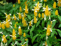 White Yellow Pachystachys Flower seeds for Planting Fragrant Blossoms Heirloom & GMO Free Seeds for Home Garden 
 
 Sale