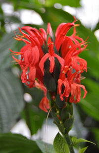 Pink Pachystachys Lutea Seeds Flower seeds for Planting - Perfect for Borders, Heirloom & GMO Free Seeds for Home Garden
