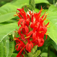Orange Green Pachystachys Lutea Flower seeds for Planting - Premium Quality, Heirloom & GMO Free Seeds for Home Garden