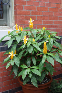 White Yellow Pachystachys for Stunning Landscapes - Seed for Easy Planting