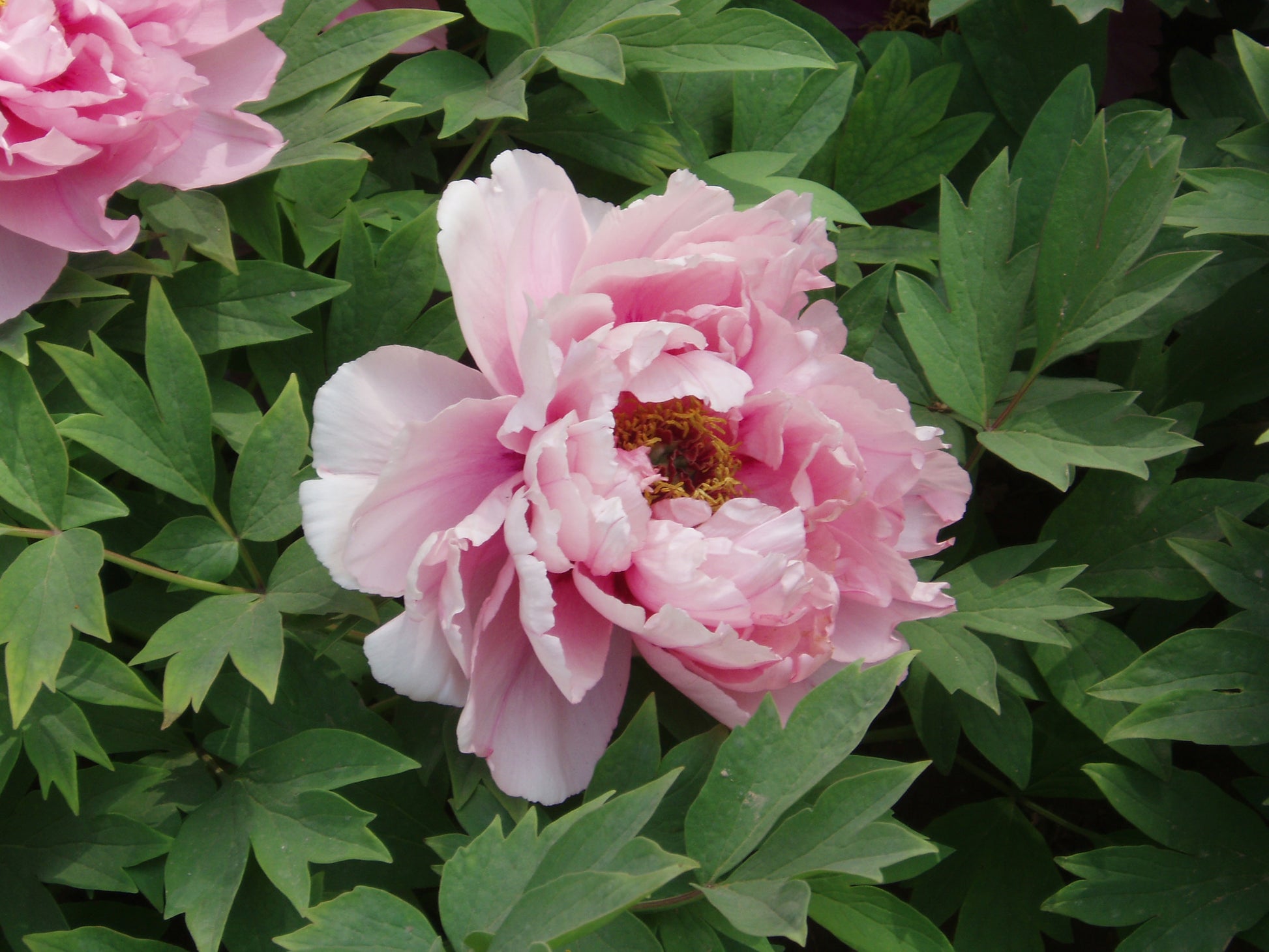 Paeonia Flower seeds for Planting - Seasonal Bloomer, Heirloom & GMO Free Seeds for Home Garden