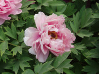 Paeonia Flower seeds for Planting - Seasonal Bloomer, Heirloom & GMO Free Seeds for Home Garden