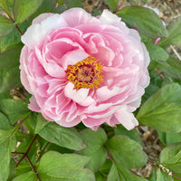 Paeonia Flower seeds for Planting - Seasonal Bloomer, Heirloom & GMO Free Seeds for Home Garden