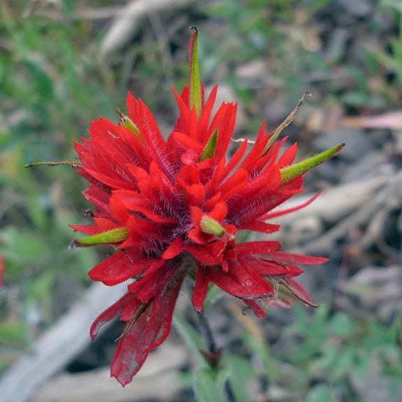 Castilleja Flower seeds for Planting - Seasonal Bloomer, Heirloom & GMO Free Seeds for Home Garden